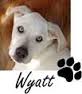 White Labrador named Wyatt photo